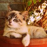 kedi uyku